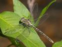 Austrogomphus guerini (Yellow-striped Hunter) female.jpg